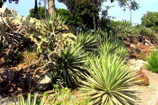 Estepona, bloemen en planten